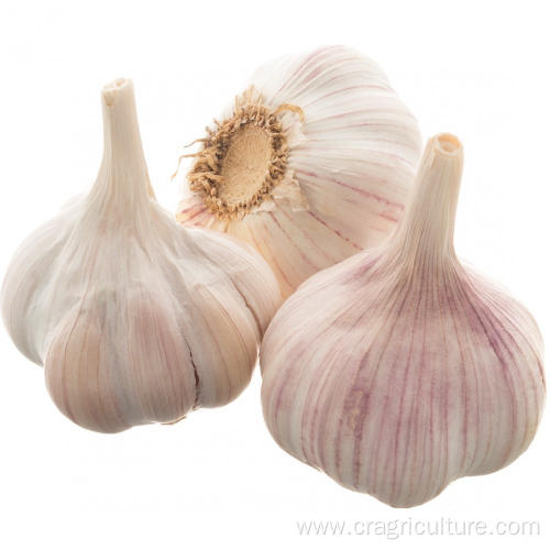 High Quality Gourmet Garlic Bulbs Price